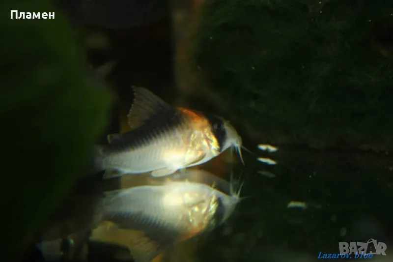 Анциструс супер ред воален и неволен. Коридорас адолфой.анциструс зелен дракон, снимка 1