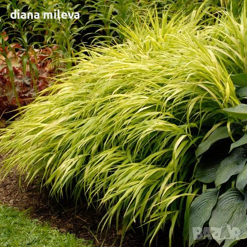  Хаконехлоа, Японска плачеща трева, Hakonechloa macra ALL GOLD, снимка 1