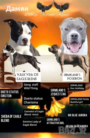 Топ Кучило Американски Стафордшир Териер!, снимка 1