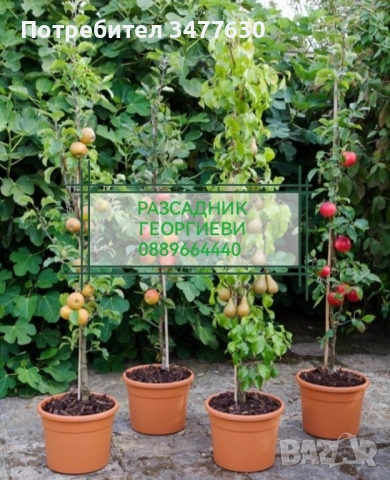 МИНИ (КОЛОННИ) ОВОЩНИ ДРЪВЧЕТА, снимка 8 - Градински цветя и растения - 47081860