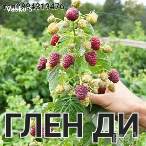 Разсад ягоди и малини цена 0.30€  Тел за поръчка 0887169442  „Алба е първият лъч на лятото – ягода с, снимка 9 - Градински цветя и растения - 53472386