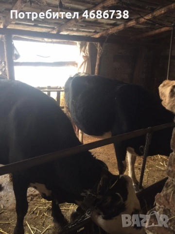 Продавам крави прясно отелени и бременни, снимка 2 - Крави - 52838844