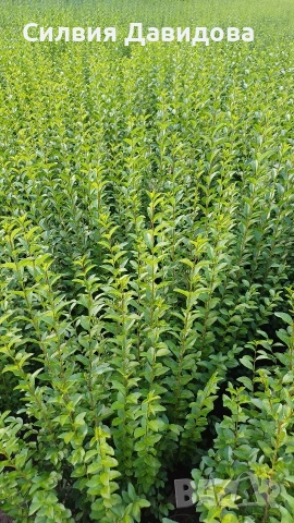 Лигуструм Овалифолиум на гол корен , снимка 9 - Градински цветя и растения - 53389674