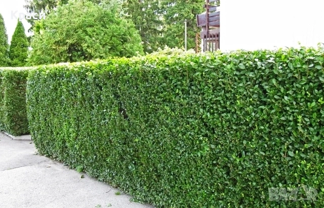 Лигуструм, снимка 3 - Разсади - 53569769