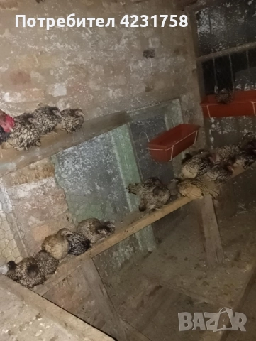 продавам златен зибрайт, снимка 4 - други­ - 51937293