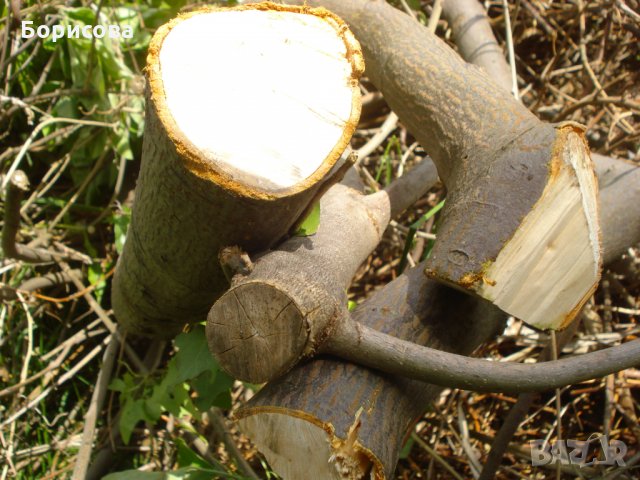 Подарявам дървен материал - и орехови фиданки в Княжево, снимка 2 - Други - 32786587