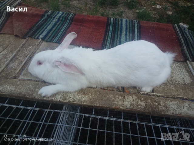 Зайци домашни , снимка 7 - Други животни - 51395663