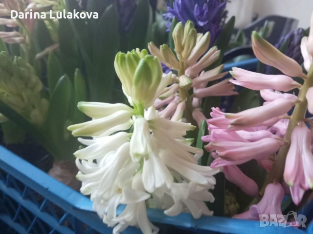 Зюмбюли , снимка 2 - Сортови семена и луковици - 53512406