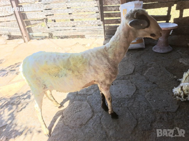 Коч  1 год. 8 мес.