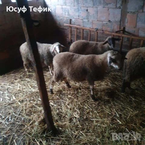 Агнета на 7 месеца – по договаряне (на килограм), снимка 2 - Овце - 52353047