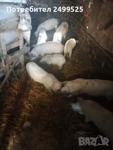 Продавам малки прасенца 