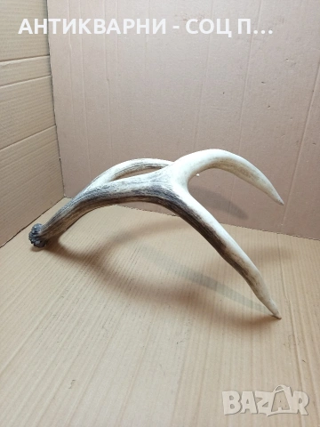 Стар Голям Единичен Еленски Рог Рога Тегло 1.450кг. НОМЕР 721., снимка 3 - Антикварни и старинни предмети - 53528348