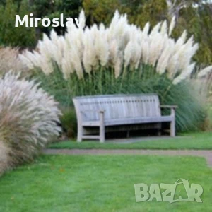 Кортадерия -Пампаска трева, снимка 4 - Градински цветя и растения - 50616332