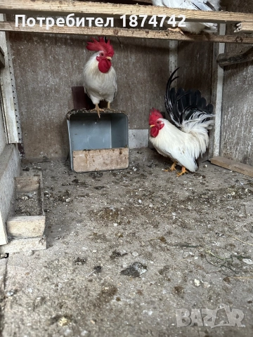 Петлета Шабо, снимка 2 - други­ - 51640960