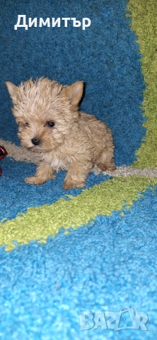 Йоркширски териер, снимка 2 - Йоркширски териер - 52863051