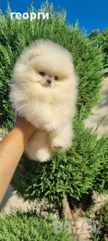 померан , снимка 2 - Померан - 51188671