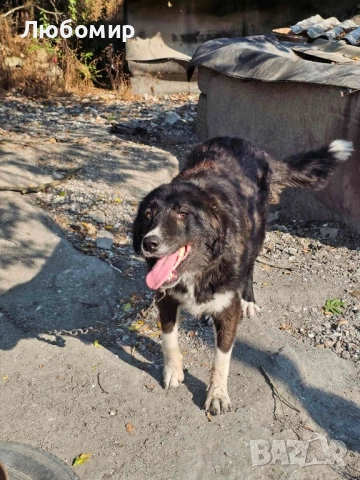 Каракачанки, снимка 2 - Каракачанска овчарка - 51488815