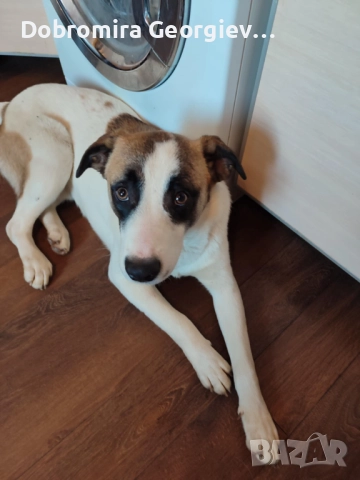 Рино търси дом - не е за всеки,само за сериозни и отговорни стопани !, снимка 3 - Търси партньор - 52931031