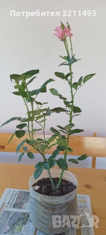 Продавам рози. Храстовидни