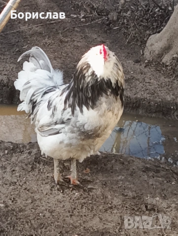 Породисти петли за дамъзлък, снимка 3 - други­ - 52814591