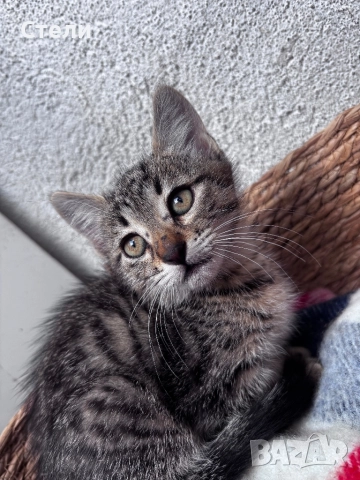 Мъжки котенца 