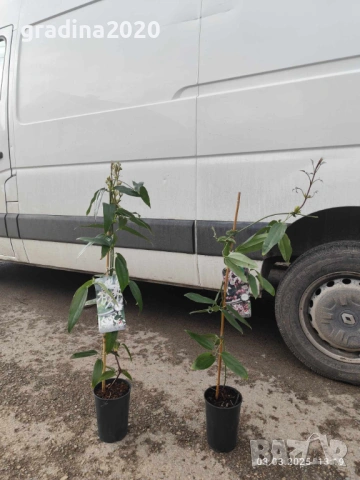 Клематис - Вечнозелен Цвят - Бял И розов, снимка 5 - Разсади - 53496697