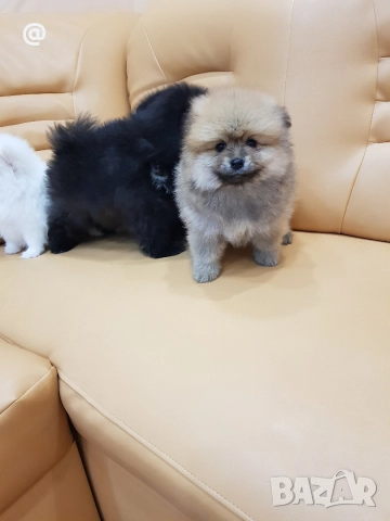 Померан померани Гр. София, снимка 3 - Померан - 52980596