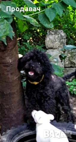 Продавам мини пудели, снимка 5 - Пудели - 52791076