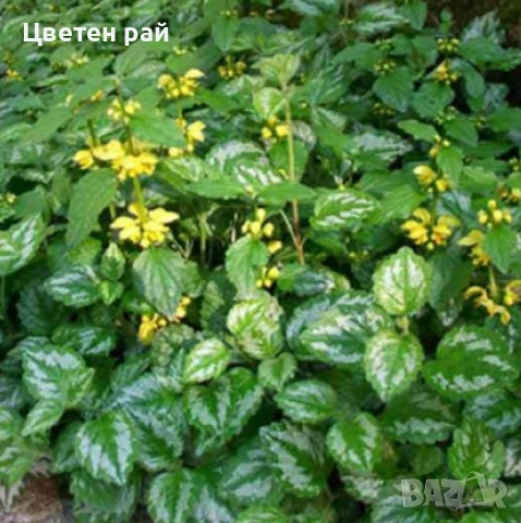 Ламиум многогодишно зимоустойчиво растение , снимка 1