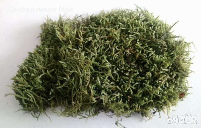 Промоция - декоративен плосък стабилизиран скандинавски естествен мъх., снимка 3 - Декорация за дома - 35451895