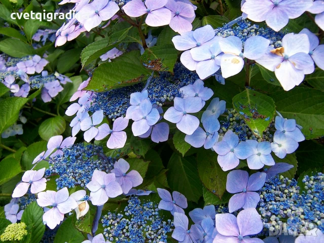 Hydrangea macr. Blue Wave(Хидрангея Синя вълна), снимка 2 - Градински цветя и растения - 50821433