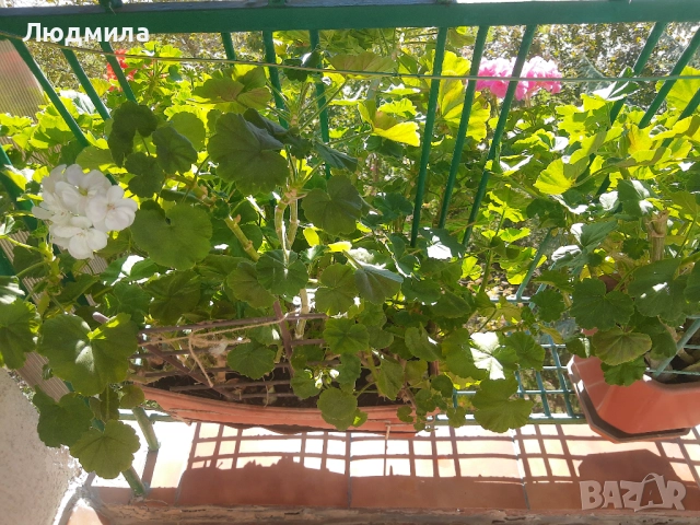 Мушкато,много богати,големи сандъчета с над 10 корена,последни бройки., снимка 9 - Стайни растения - 52235443