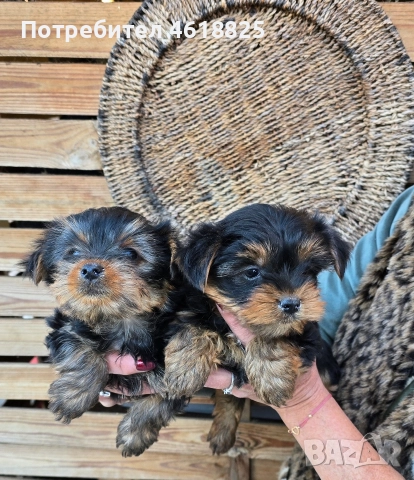 Йоркширски териери , снимка 4 - Йоркширски териер - 52773341