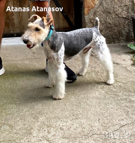 Фокс териер 