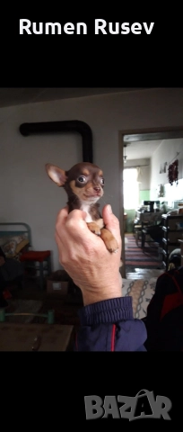 Продавам Чихуахуа женско, снимка 5 - Чихуахуа - 52933468