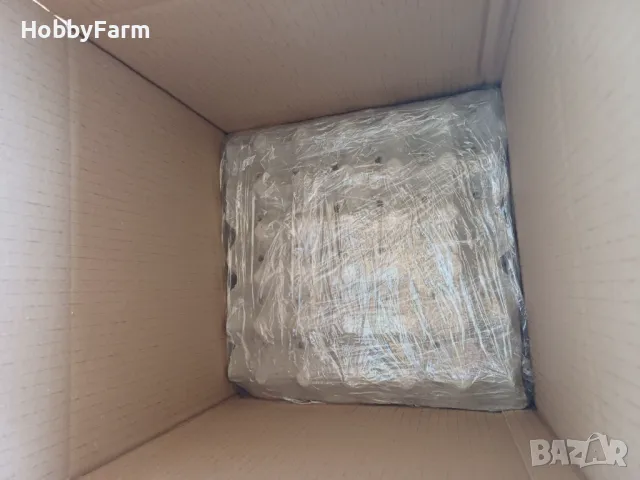 Оплодени яйца от "Черен Австралорп" / Яйца за люпене, снимка 4 - други­ - 48576142