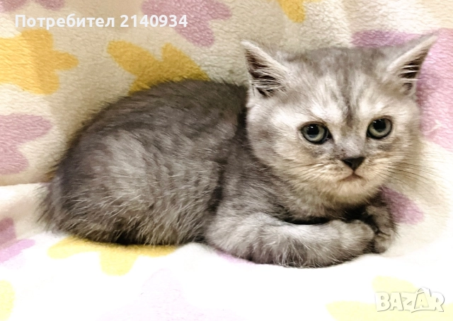 Британско момче. Сръбрена чинчила