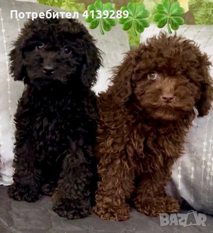 Пудел мини , снимка 4 - Пудели - 52755014