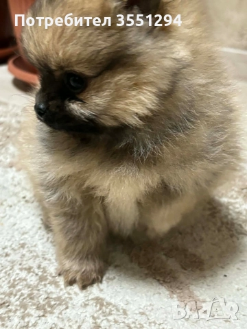 Померанче момиче , снимка 5 - Померан - 52733959