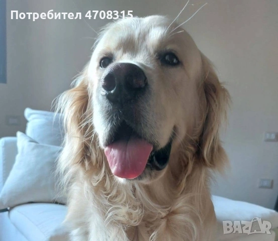 Голдън ретривър момче чистокръвно момченце, снимка 10 - Голдън ретривър - 53221846