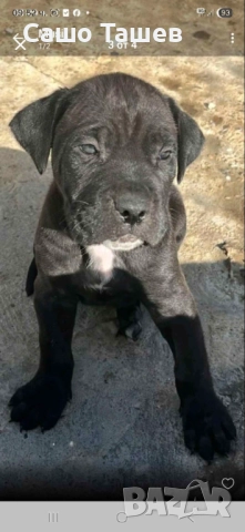 Кане Корсо, снимка 4 - Кане корсо - 52416691