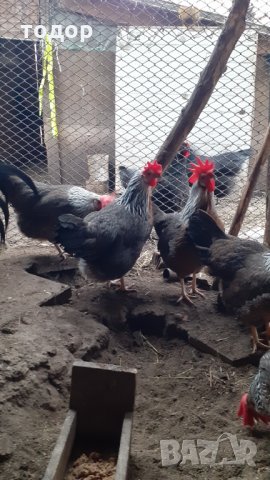Кокошки и пилета. , снимка 2 - други­ - 32471866