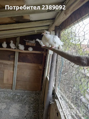 Скумрийки, снимка 6 - други­ - 47727683