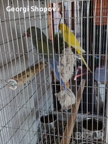 Малак Александър , снимка 2 - Папагали - 53177086