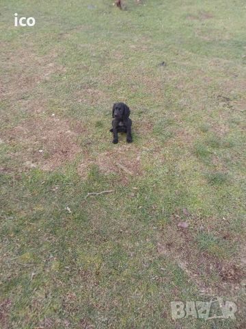 3 кученца курцхаар/кокер, снимка 4 - Курцхаар - 52969383