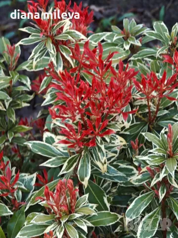 Пиерис, Pieris FLAMING SILVER, снимка 1