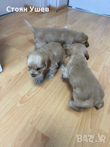 Кокер шпаньол , снимка 8 - Кокер шпаньол - 53218651