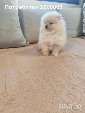 Померан мини шпиц , снимка 7 - Померан - 52815608