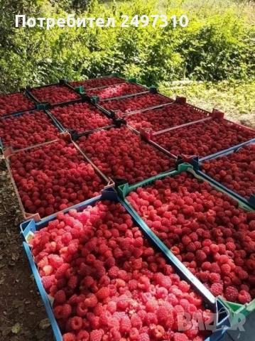 Продавам разсад малини , снимка 3 - Разсади - 52119156