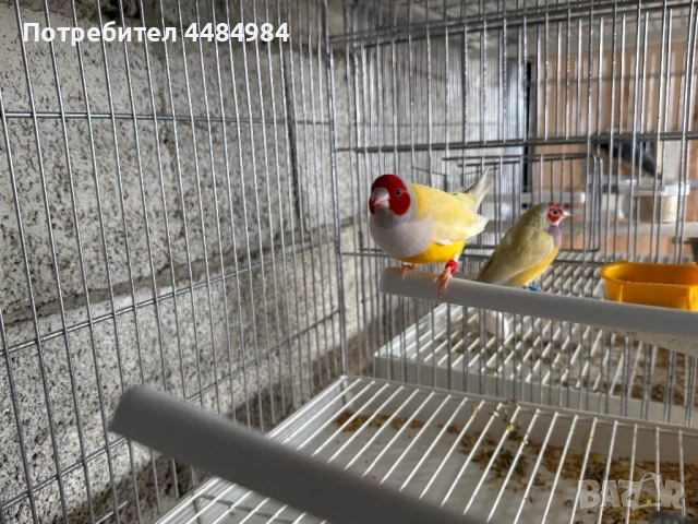 Продавам гулдови амадини , снимка 6 - Амадини - 53062839